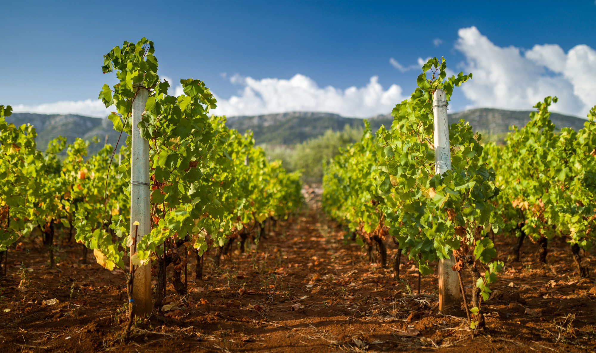 Wine Harvest Escape