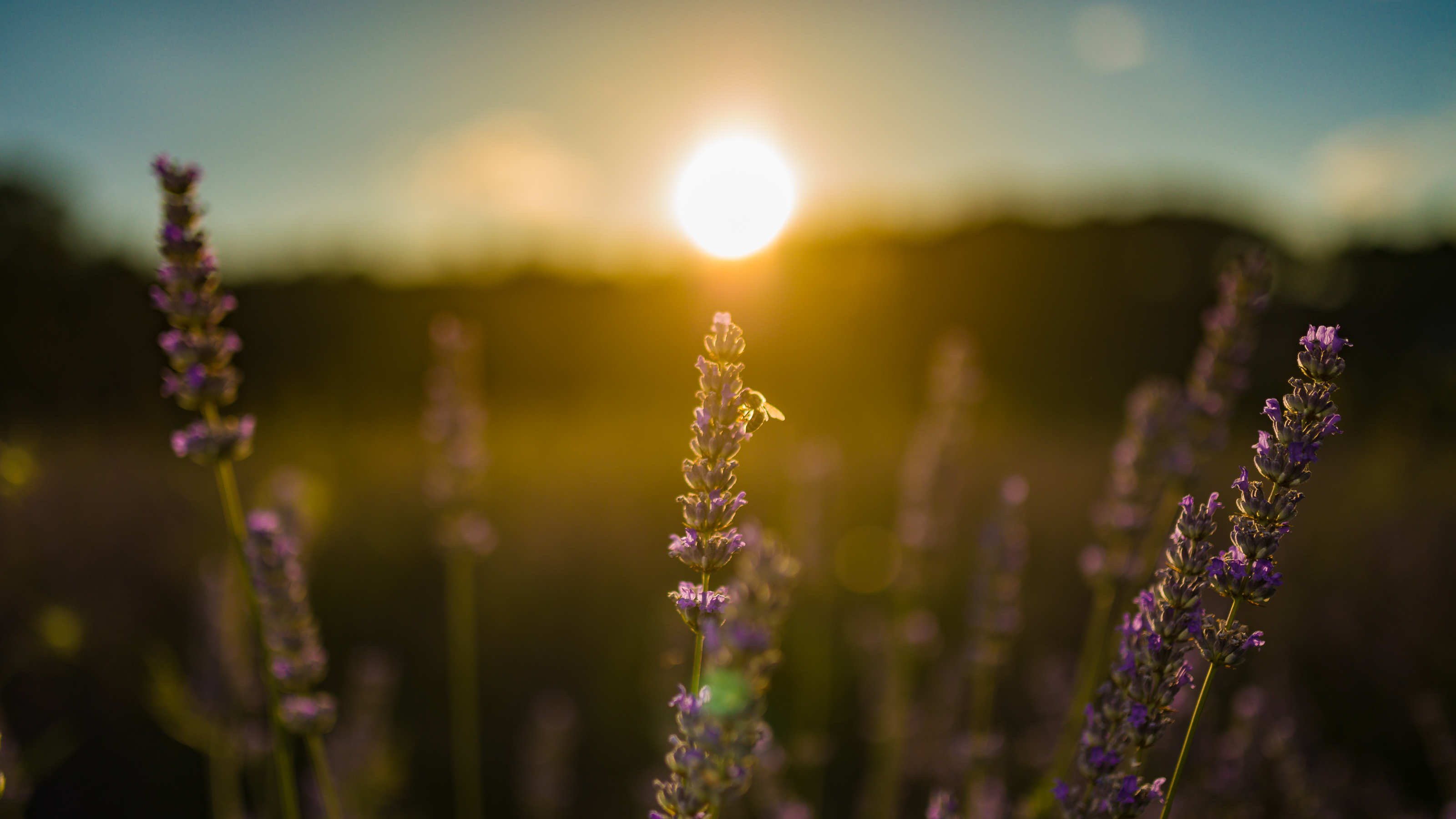 Lavender Festival