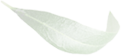 Maslina olive