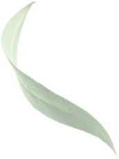 Maslina olive