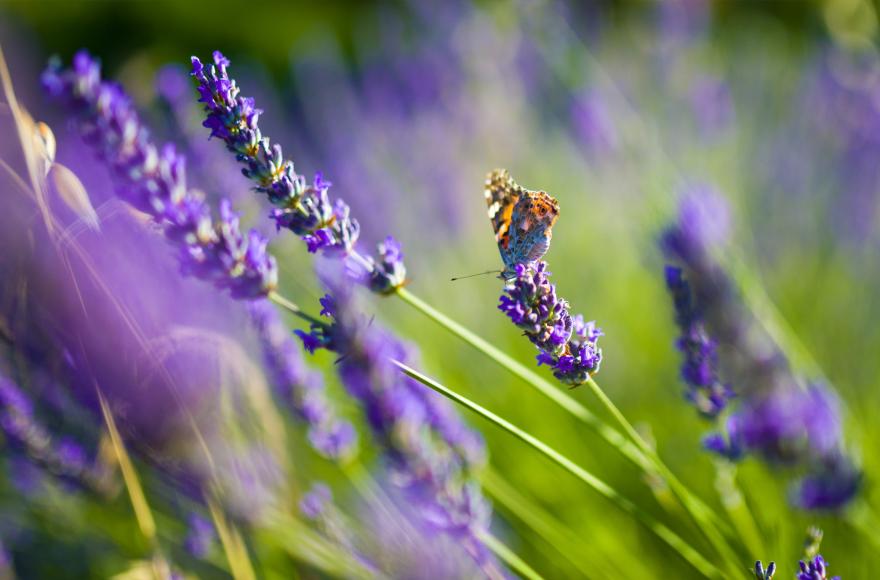 Lavender Dreams