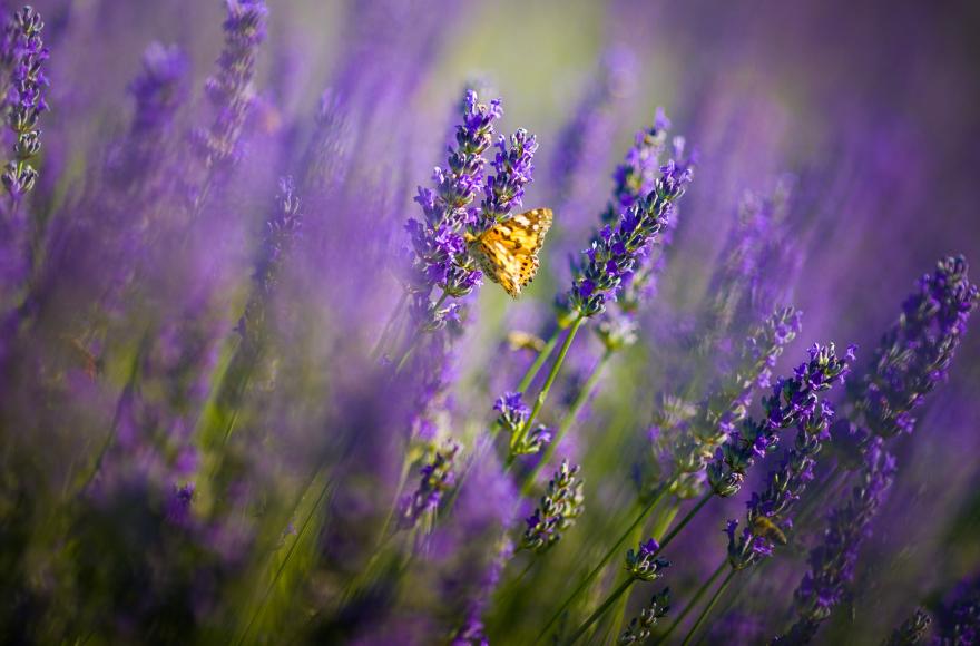 Lavender Sleep Retreat