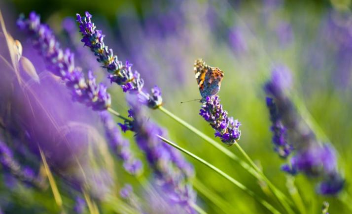 Lavender Dreams